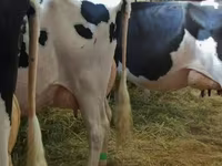 گائے, Swiss cattle — تصویر 2