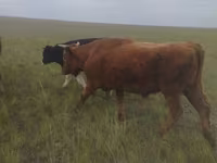 سانڈ, Russian Black pied cattle — تصویر 2