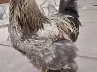 برہما — تصویر 7