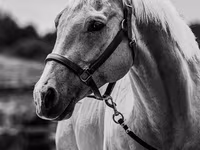 گھوڑا, Quarter Horse — تصویر 6