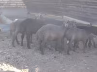 مینڈھا, Arabi sheep — تصویر 3
