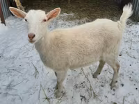 بکری, Saanen goat — تصویر 1