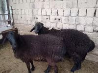 مینڈھا, بھیڑیں — تصویر 3