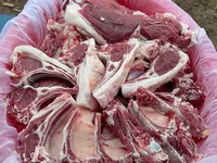 مینڈھا, بھیڑیں — تصویر 5