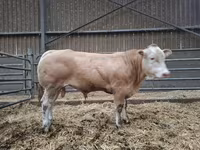 سانڈ, Blonde d’Aquitane cattle — تصویر 2