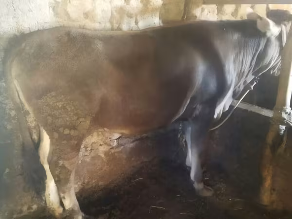 Bovine