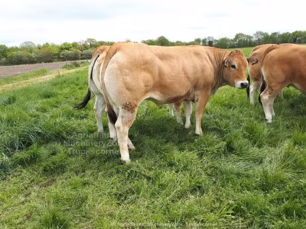 Razza bovina
