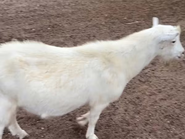 بکرا, Saanen goat
