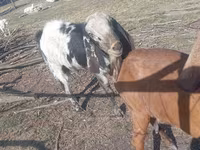 بکرا, Nubian Goat — تصویر 2