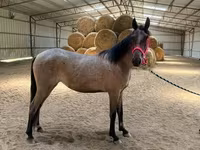 گھوڑی, Rocky Mountain Horse — تصویر 8