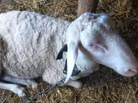 مینڈھا, Awassi sheep — تصویر 3