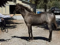 گھوڑی, Rocky Mountain Horse — تصویر 2