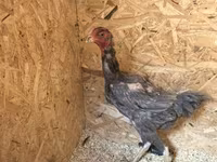 Chickens — تصویر 5