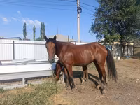 گھوڑی, Thoroughbred horse — تصویر 5