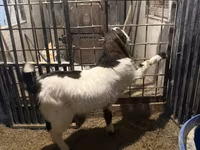 بکرا, Kamori goats — تصویر 4