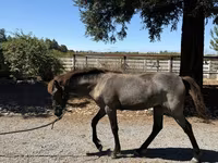 گھوڑی, Rocky Mountain Horse — تصویر 7
