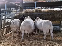 مینڈھا, Dorper sheep — تصویر 4