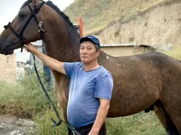 گھوڑا, French Trotter — تصویر 4