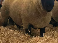 مینڈھا, Dorper sheep — تصویر 2