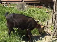 بکری, Nubian Goat — تصویر 5