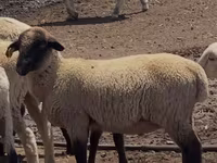 مینڈھا, Hampshire sheep — تصویر 1