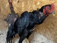 Chickens — تصویر 2