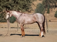 گھوڑا, National Show Horse — تصویر 6