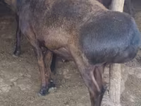 مینڈھا, Hissar sheep — تصویر 1