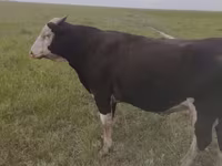 سانڈ, Russian Black pied cattle — تصویر 1