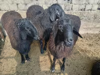 مینڈھا, Rhon sheep — تصویر 3