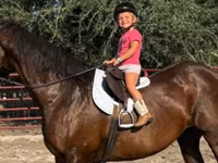 گھوڑی, Quarter Horse — تصویر 2