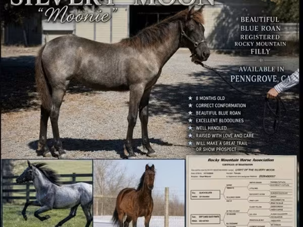 گھوڑی, Rocky Mountain Horse