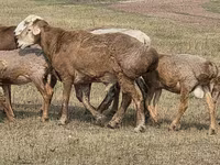 مینڈھا, Hissar sheep — تصویر 6
