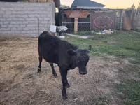 سانڈ, الاطاؤس نسل — تصویر 1