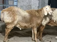 مینڈھا, بھیڑیں — تصویر 1