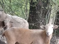 مینڈھا, Katum sheep — تصویر 1