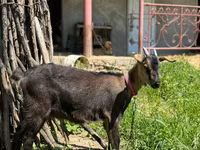 بکری, Nubian Goat — تصویر 1