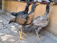 آسٹریلین گیم — تصویر 5