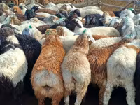 مینڈھا, Kuibyshev sheep — تصویر 5