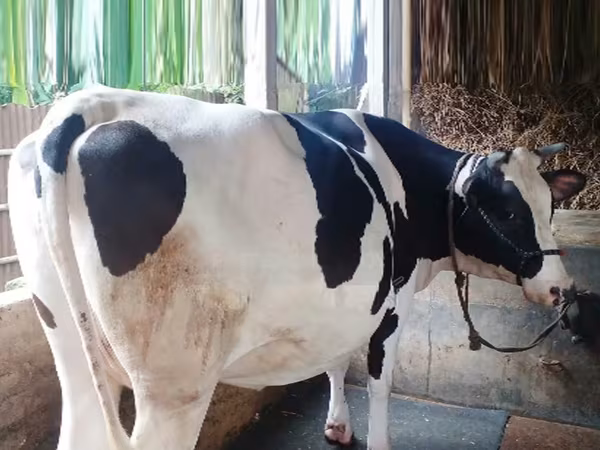 Cow, Holstein breed