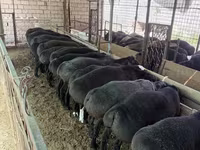 مینڈھا, بھیڑیں — تصویر 2