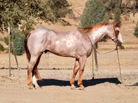 گھوڑا, National Show Horse — تصویر 8