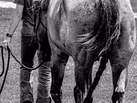 گھوڑا, Quarter Horse — تصویر 6