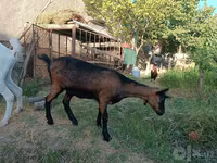 بکری, Saanen goat — تصویر 4