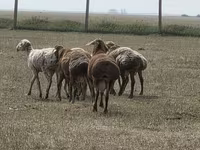 مینڈھا, Hissar sheep — تصویر 4