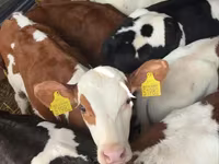 سانڈ, Simmental cattle — تصویر 2
