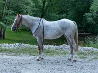 گھوڑی, Quarter Horse — تصویر 1