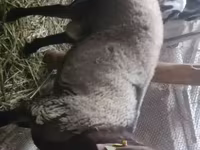 مینڈھا, Rhon sheep — تصویر 1