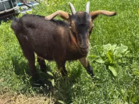 بکری, Nubian Goat — تصویر 2