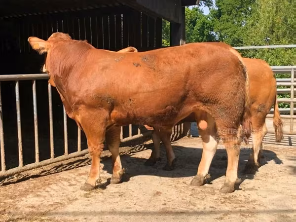 Mucca limousine